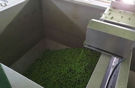 Olive Oil Mill Guided Tour from Seville