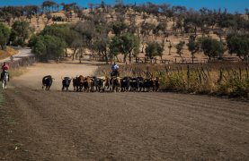 Visit to a Livestock and lunch in a white village