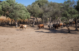 Visit to a Livestock and lunch in a white village