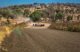 Visit to a Livestock and lunch in a white village