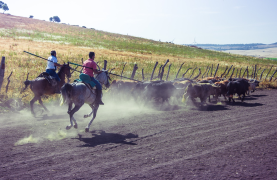 Visit to a Livestock and lunch in a white village